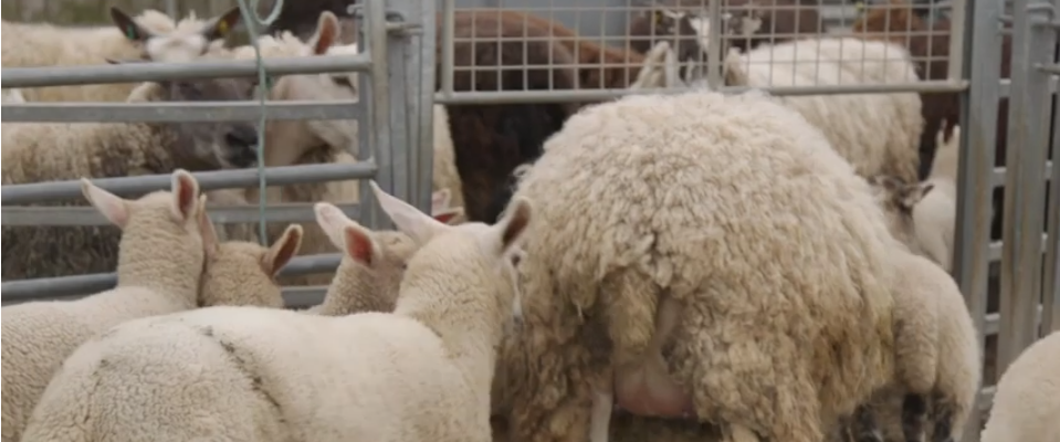 sheep shearing marathon